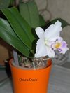 Cattleya Memoria Albert Wenzel 